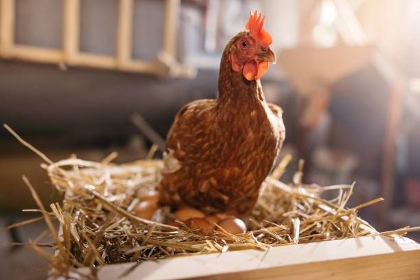 Společnost Agri M bude prodávat v pátek 4. září 2026 v době       7.00-15.30 hodin vynesené slepice. Cena za kus 90 Kč.