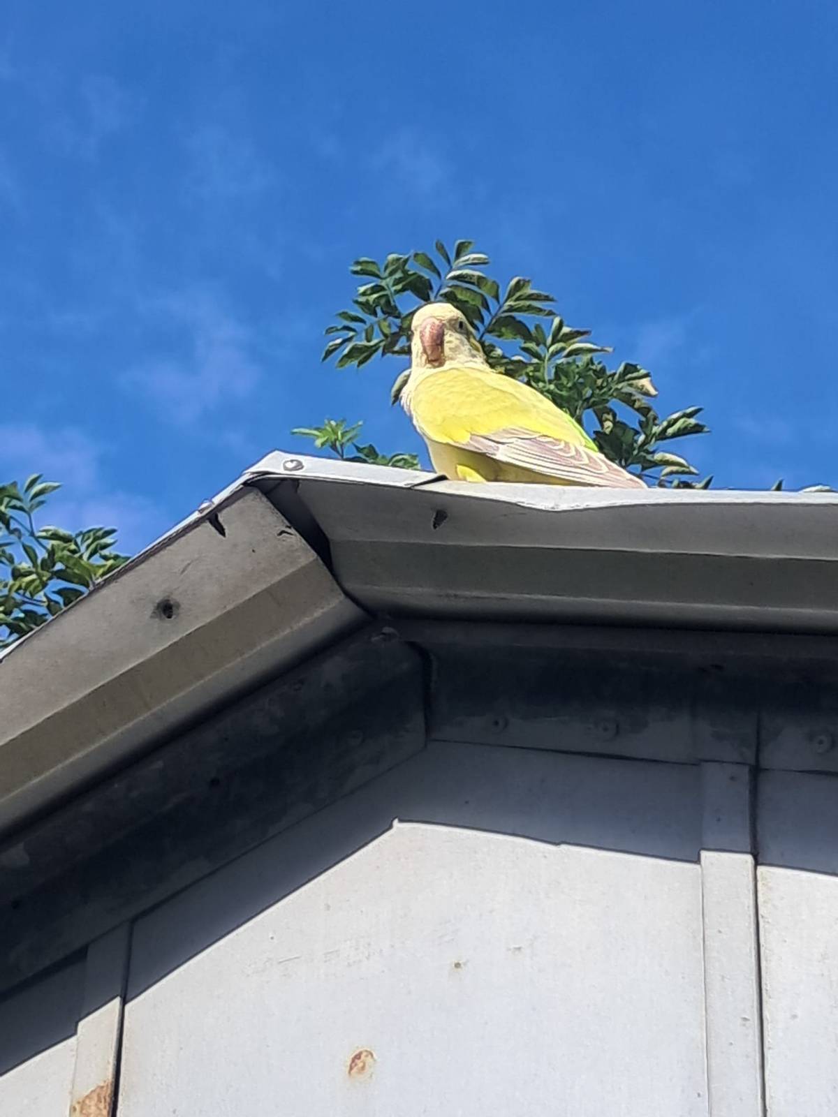 Vážení spoluobčané, v centru Želíz v současné době poletuje papoušek. 🦜 Pokud někomu uletěl nebo víte, komu by mohl patřit, dejte nám prosím vědět, případně informujte jeho majitele. Prosíme také o sdílení, ať se papoušek co nejdříve vrátí domů. 🙂