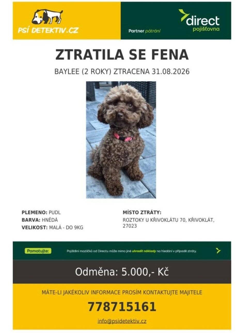 V Roztokách u Křivoklátu se ztratila fena Baylee. Jakoukoli informaci o hledané feně prosím sdělte majiteli na uvedeném telef. čísle.