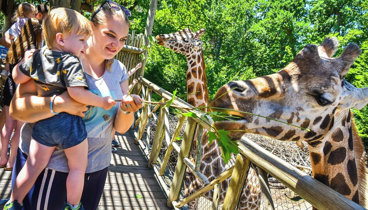 Zlín - Zoo Zlín přichází s podzimní nabídkou, která potěší všechny milovníky zvířat. Každý pátek v září a říjnu zaplatí návštěvníci za vstup do zoo pouze 100 korun. Zlínská zoo tak chce poděkovat svým návštěvníkům za jejich dlouhodobou a vytrvalou přízeň a zároveň je pozvat k návštěvě v období, kdy má areál zcela jedinečnou atmosféru.