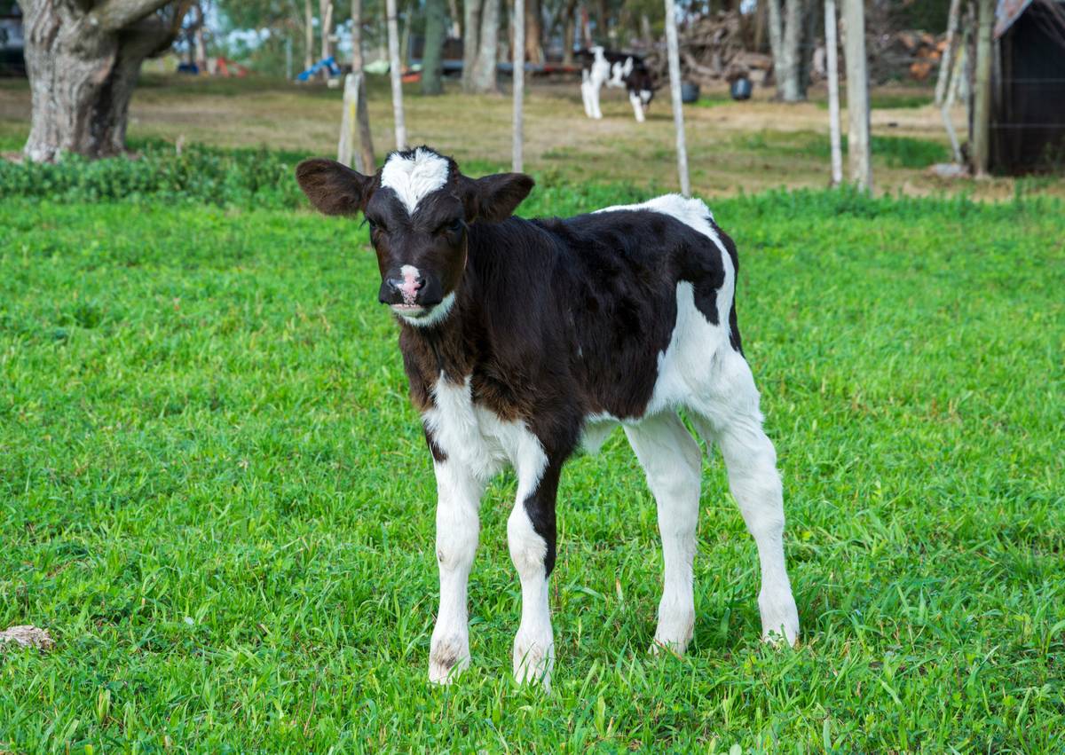 🐮Sobůlský grunt oznamuje, že během dneška a zítřka budou telata oddělována od krav. Prosí o shovívavost z důvodu bučení telátek.🐄