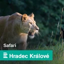 Vzácných 12 mláďat hroznýše psohlavého ve dvorském safari parku! Hrají všemi barvami ohně