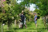 Modelová plocha Living Lab v Arborétu Mlyňany ukazuje, jak lze úspěšně pěstovat polní plodiny mezi stromy. Foto: poskytnuto Nadací Ekopolis