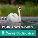 Stěrku na těsto, dva kovové špízy nebo kalhotky sežrali psi, kterým pak musela pomoci veterinářka